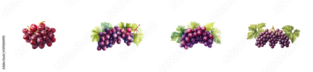 Watercolor grape clusters of four varieties on black, cut out transparent Watercolor grape clusters of four varieties on black, cut out transparent