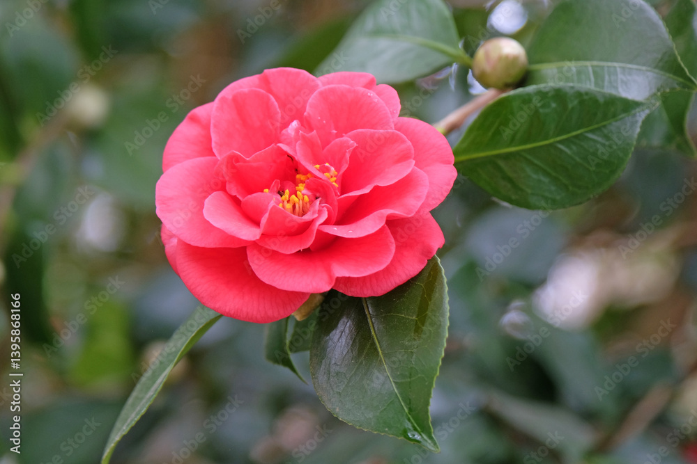 Pink Camellia japonica ‘Saturnia’ in flower. Pink Camellia japonica ‘Saturnia’ in flower.