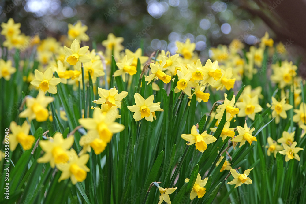 Pretty yellow daffodil Narcissus jonquil in flower Pretty yellow daffodil Narcissus jonquil in flower