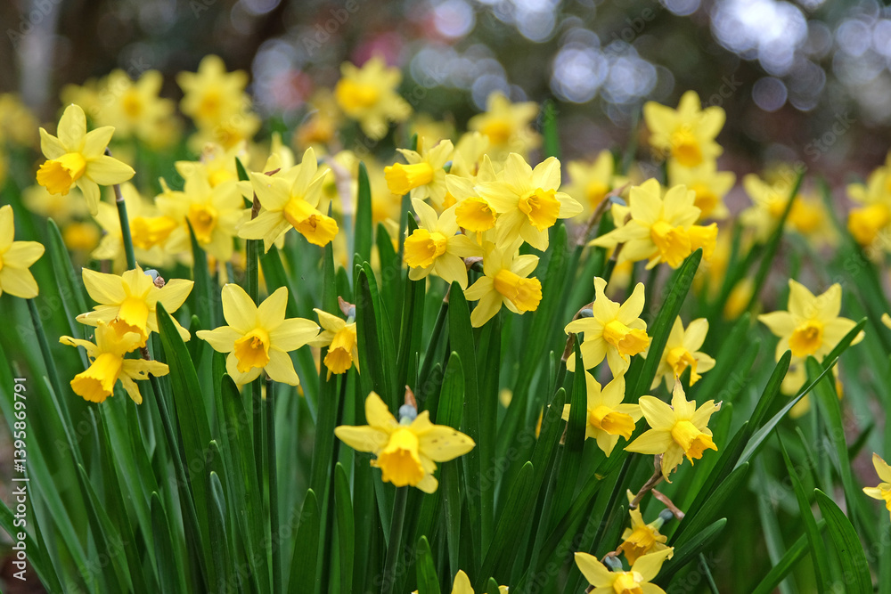 Pretty yellow daffodil Narcissus jonquil in flower Pretty yellow daffodil Narcissus jonquil in flower