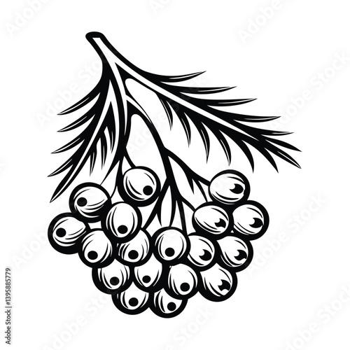 Rowans Bunch Black Silhouette Berries, Leaves Isolated on White, Traditional Design