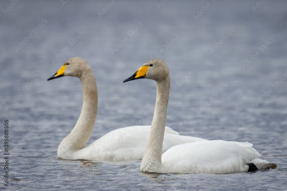 A pair of whooper swans swim perpendicular to the camera lens on a cloudy spring day. A pair of whooper swans swim perpendicular to the camera lens on a cloudy spring day.