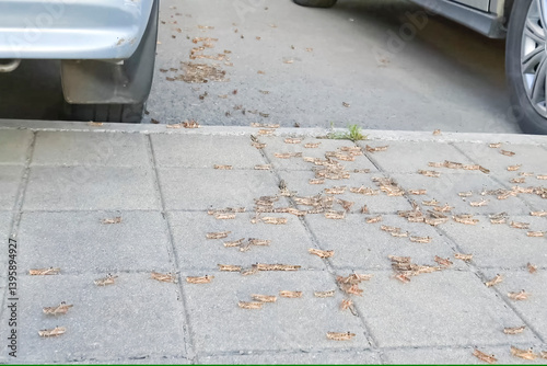 фотографія Locusts on the sidewalk. Hordes of locusts flew into city