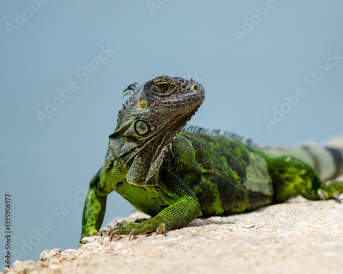 A vibrant green iguana basks in the sun, its scales glistening in the warm Florida Keys breeze. Surrounded by lush vegetation, this striking reptile embodies the natural beauty of the region. photo