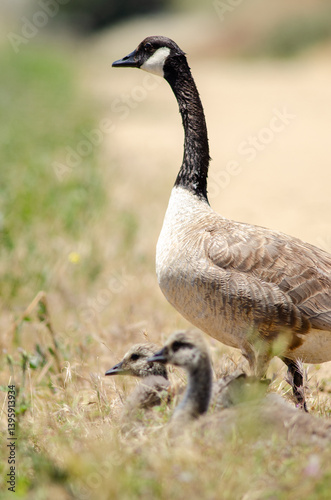 A proud goose watches over its fluffy offspring, guiding them through the calm waters—symbolizing the beauty of family, protection, and nature’s nurturing bond in this peaceful moment. photo
