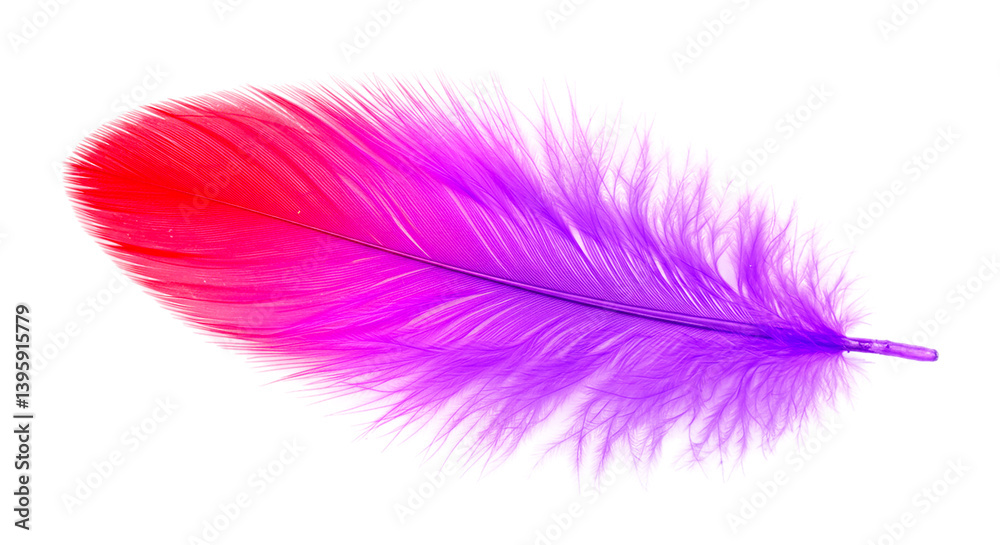 Isolated single feather with a vibrant gradient of red pink and purple against a black background Isolated single feather with a vibrant gradient of red pink and purple against a black background