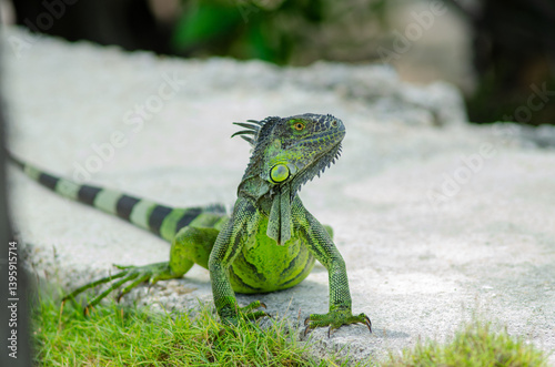 A vibrant green iguana basks in the sun, its scales glistening in the warm Florida Keys breeze. Surrounded by lush vegetation, this striking reptile embodies the natural beauty of the region. photo