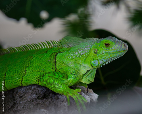 A vibrant green iguana basks in the sun, its scales glistening in the warm Florida Keys breeze. Surrounded by lush vegetation, this striking reptile embodies the natural beauty of the region. photo