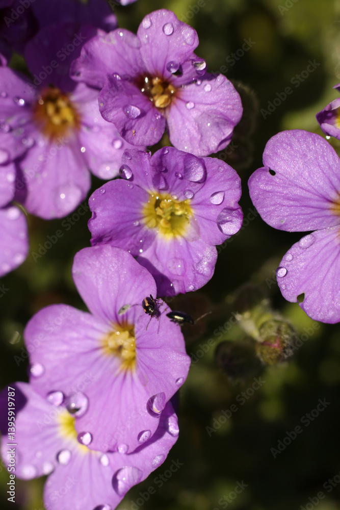 Purple flowers of aubrieta with raindrops on the petals, close-up Purple flowers of aubrieta with raindrops on the petals, close-up