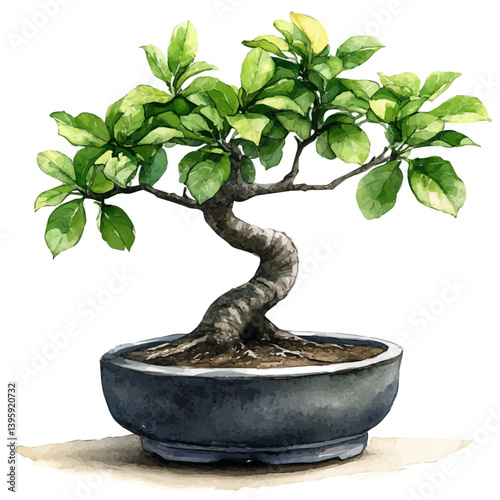 Elm Bonsai, watercolor illustration, isolated on a white background.

