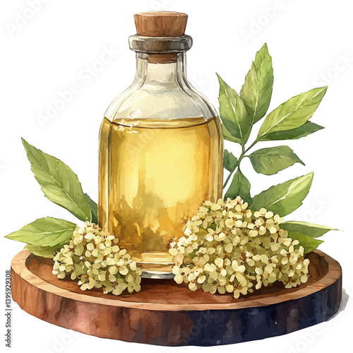 Elderflower Cordial, watercolor illustration, isolated on a white background.

