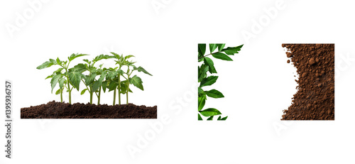 Seedlings and soil for plants and flowers cultivation, cut out transparent
