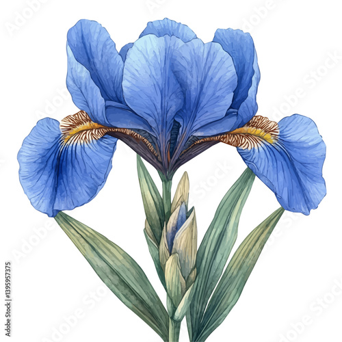 Dutch Iris branch, watercolor illustration, isolated on a white background.

