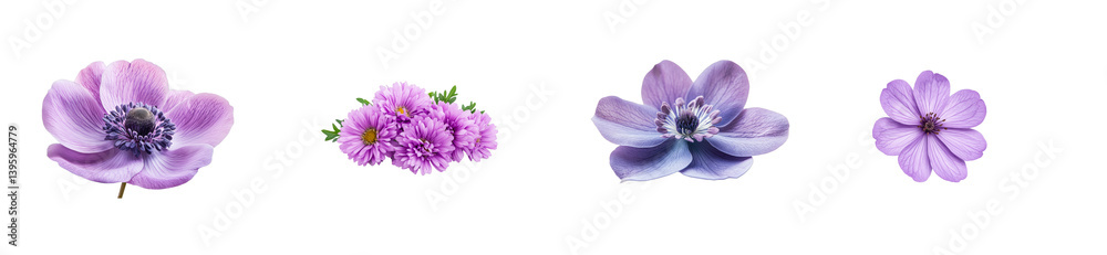 Beautiful purple flowers with transparent background for design Beautiful purple flowers with transparent background for design