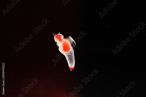 Sea angel or Naked Sea Butterfly (Clione limacina)