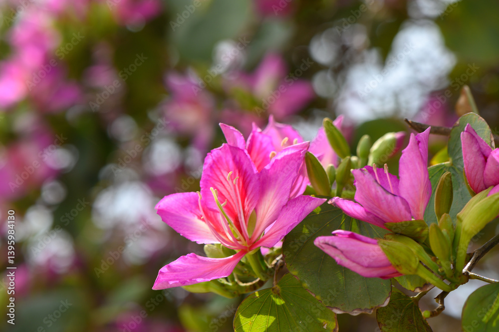Vibrant pink blossoms elevate the garden's beauty on a sunny afternoon in springtime nature Vibrant pink blossoms elevate the garden's beauty on a sunny afternoon in springtime nature