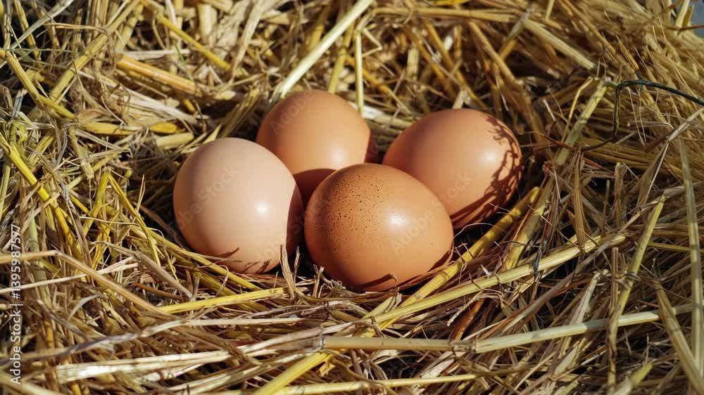 Colorful eggs nestled in a rustic nest surrounded by straw under soft natural light during a calm morning in the countryside Colorful eggs nestled in a rustic nest surrounded by straw under soft natural light during a calm morning in the countryside