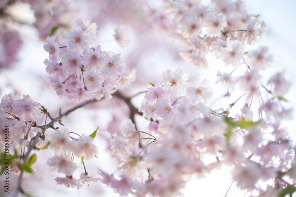 記憶の中の、いつか見た枝垂れ桜 記憶の中の、いつか見た枝垂れ桜