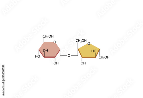 Sucrose molecule. Disaccharides, glucose and Fructose molecules. Vector Illustration.	
