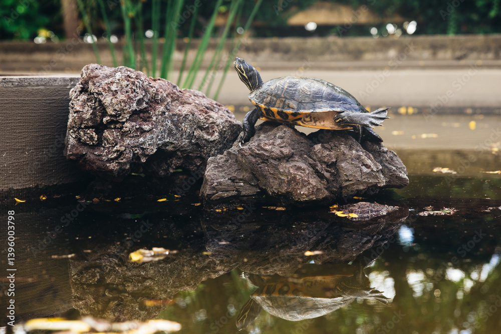 Obraz premium Close up of a turtle on a rock in the middle of the water