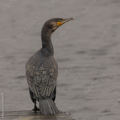 Cormorant on a rock by the sea