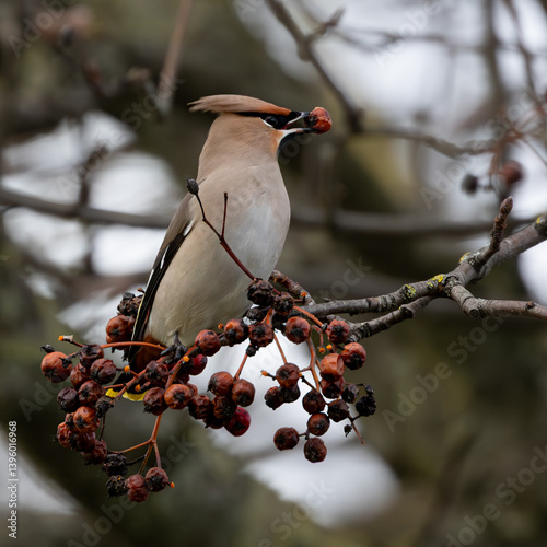 red cardinal on a branch