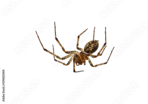 Isolated Brown Spider Hanging Upside Down