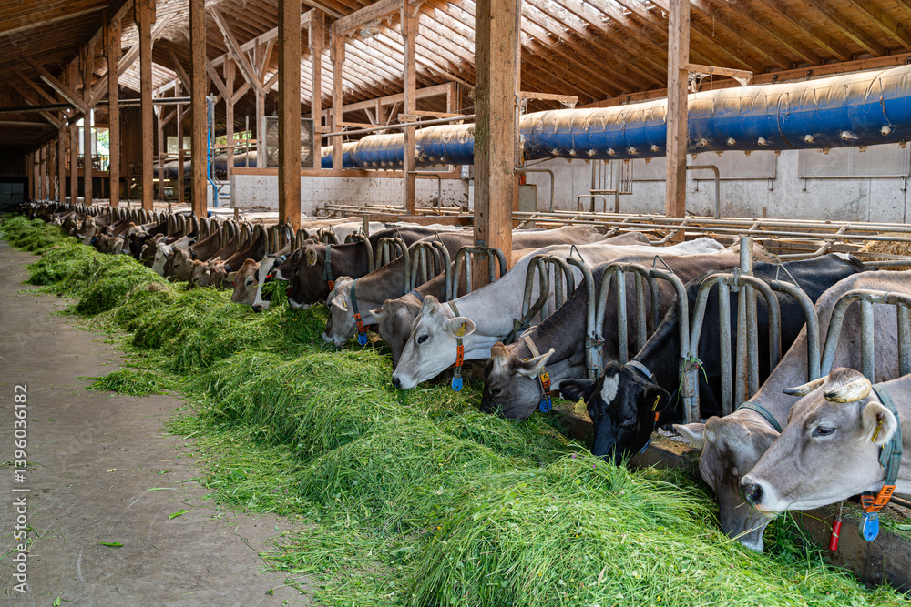 Schöne braune Kühe fressen in einem hellen Rindviehstall mit großem Appetit frisches grünes Gras.