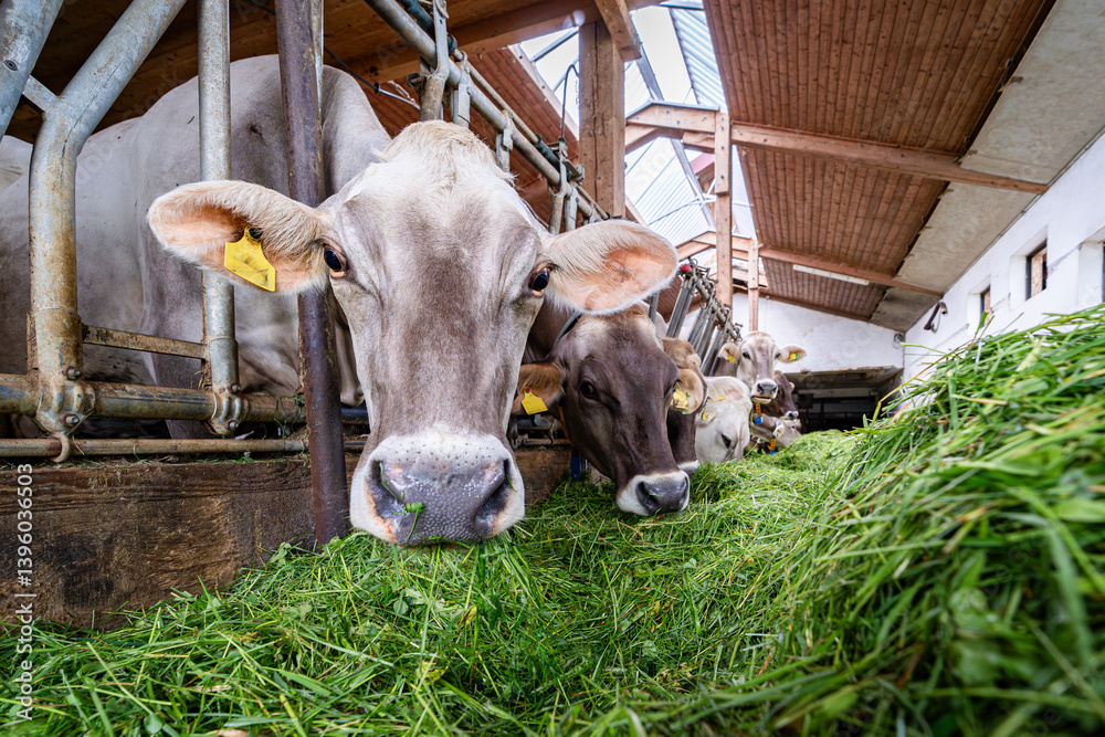Kühe fressen Heu und Gras in einem modenen Rindviehastall., Porträt - Nahaufnahme.