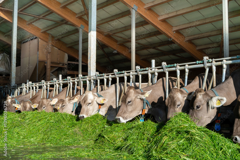 Schöne braune Kühe fressen in einem hellen Rindviehstall mit großem Appetit frisches grünes Gras.