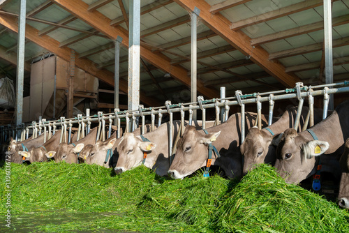 Obraz na płótnie Schöne braune Kühe fressen in einem hellen Rindviehstall mit großem Appetit frisches grünes Gras. w salonie