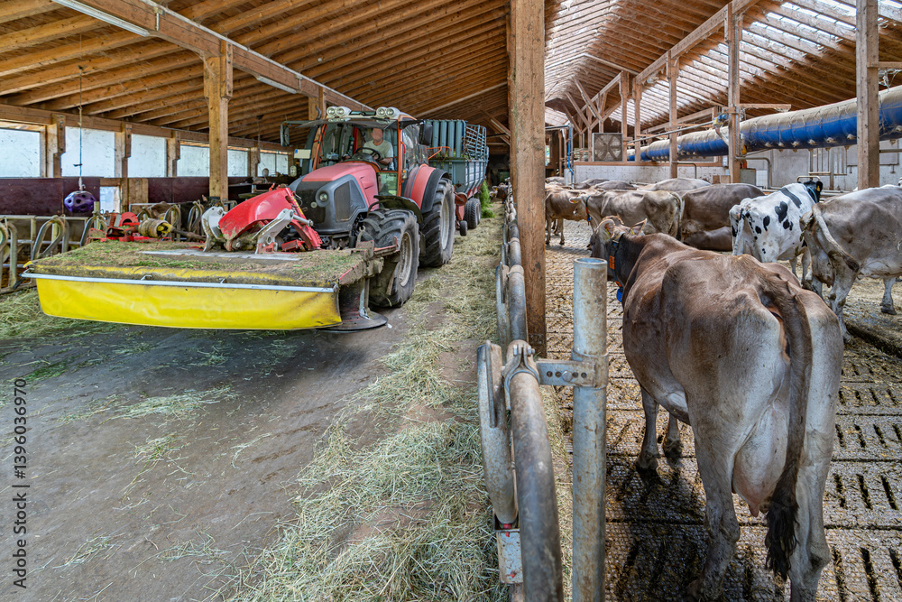 Heumilch - Frisches Gras wird mit einem Ladewagen auf der Futterdiele eines hellen Rindviehstalles abgeladen.