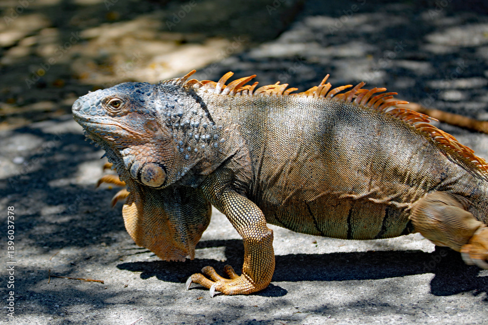 Obraz premium Iguana im Anmarsch