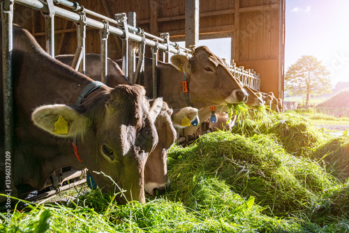 Obraz na płótnie Heumilch - Erzeugung, Braunvieh frisst gemühtlich das vorgelegt Gras im Stall im Gegenlicht der untergehenden Sonne, Nahaufnahme. w salonie