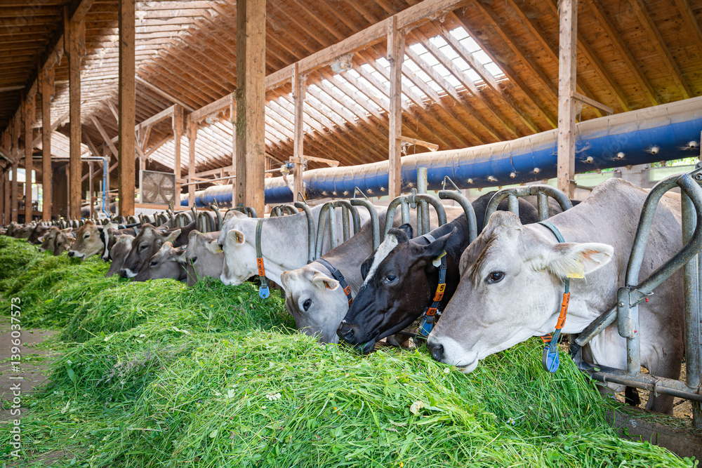 Heumilch - Erzeugung, Braunvieh Kühe fressen Heu und Gras in einem hellen Rindviehstall.