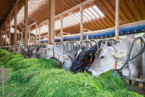 Heumilch - Erzeugung, Braunvieh Kühe fressen Heu und Gras in einem hellen Rindviehstall.
