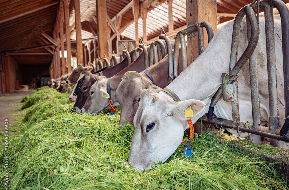 Zufriedene Kühe und Rinder fressen Gras in einem hellen Rinviehstall.