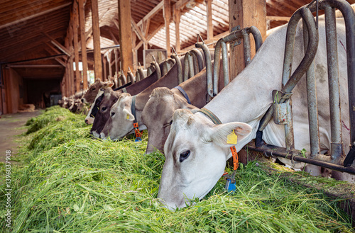 Obraz na płótnie Zufriedene Kühe und Rinder fressen Gras in einem hellen Rinviehstall. w salonie