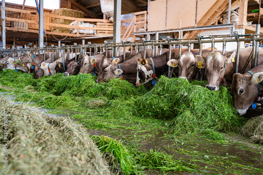 Schöne braune Kühe fressen in einem hellen Rindviehstall mit großem Appetit frisches grünes Gras.