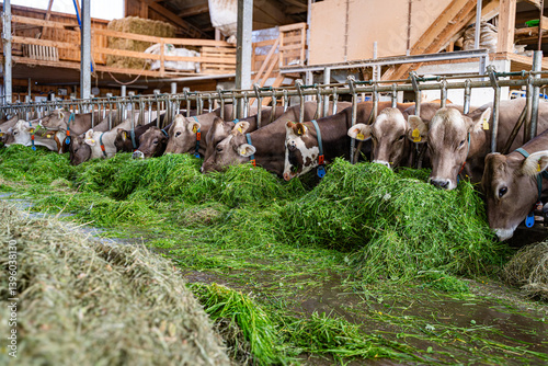 Obraz na płótnie Schöne braune Kühe fressen in einem hellen Rindviehstall mit großem Appetit frisches grünes Gras. w salonie