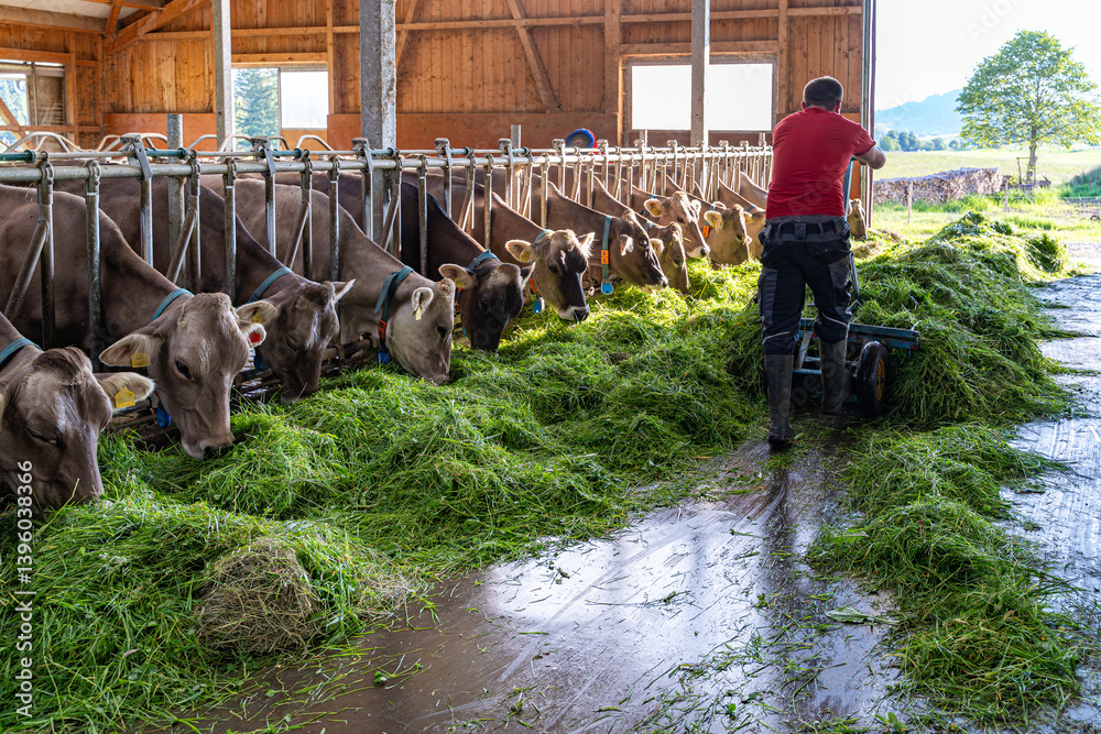 Heumilch - Erzeugung, Landwirt schiebt frisches Gras mit einer fahrbaren Futtergabel im hellen Rindviehstall vor die Kühe.