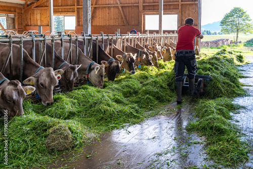 Obraz na płótnie Heumilch - Erzeugung, Landwirt schiebt frisches Gras mit einer fahrbaren Futtergabel im hellen Rindviehstall vor die Kühe. w salonie