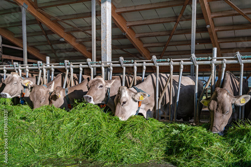 Obraz na płótnie Schöne braune Kühe fressen in einem hellen Rindviehstall mit großem Appetit frisches grünes Gras. w salonie