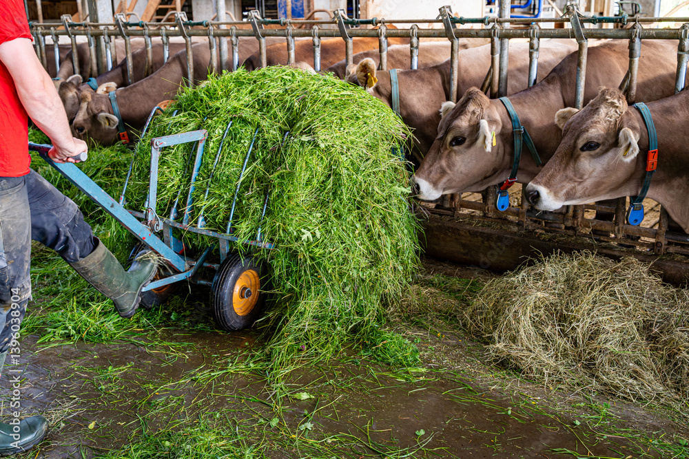Heumilch - Erzeugung, Landwirt schiebt frisches Gras mit einer fahrbaren Futtergabel im hellen Rindviehstall vor die Kühe.