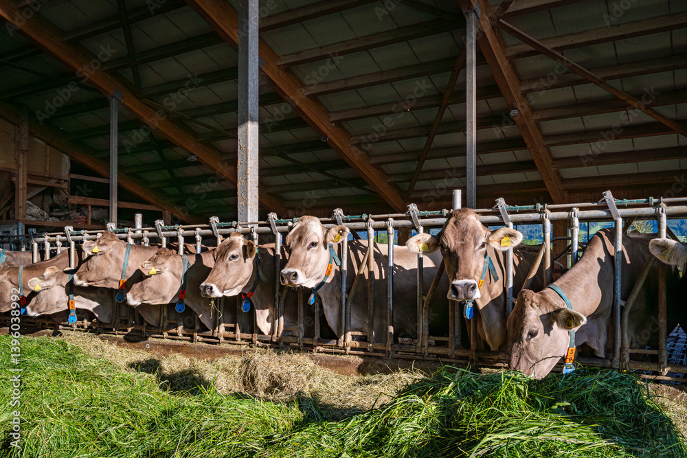 Heumilch - Erzeugung, Braunvieh Kühe fressen Heu und Gras in einem hellen Rindviehstall.