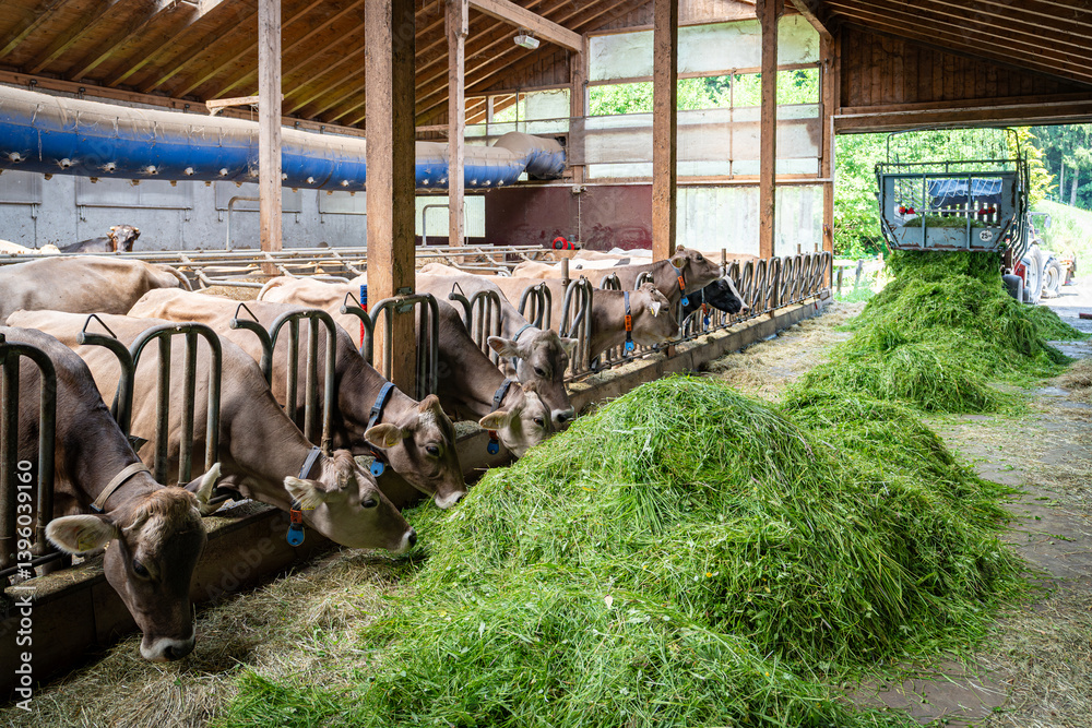 Heumilch - Erzeugung, Braunvieh Kühe fressen Heu und Gras in einem hellen Rindviehstall.