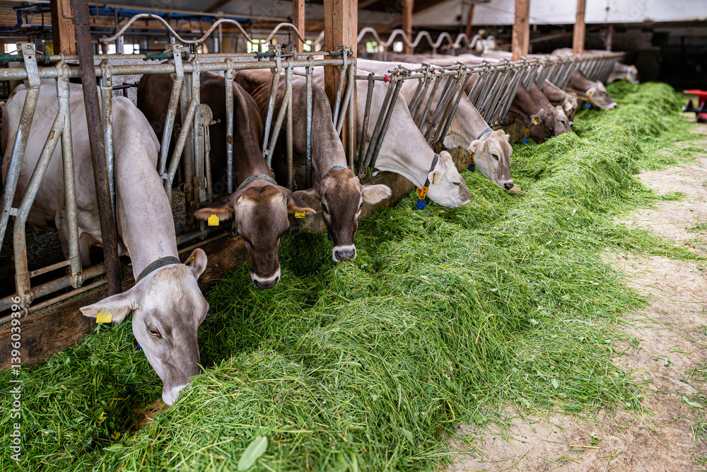 Schöne braune Kühe fressen in einem hellen Rindviehstall mit großem Appetit frisches grünes Gras.