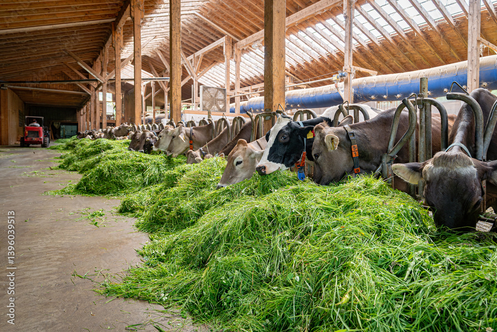 Kühe fressen Heu und Gras in einem modenen Rindviehastall., Porträt - Nahaufnahme.