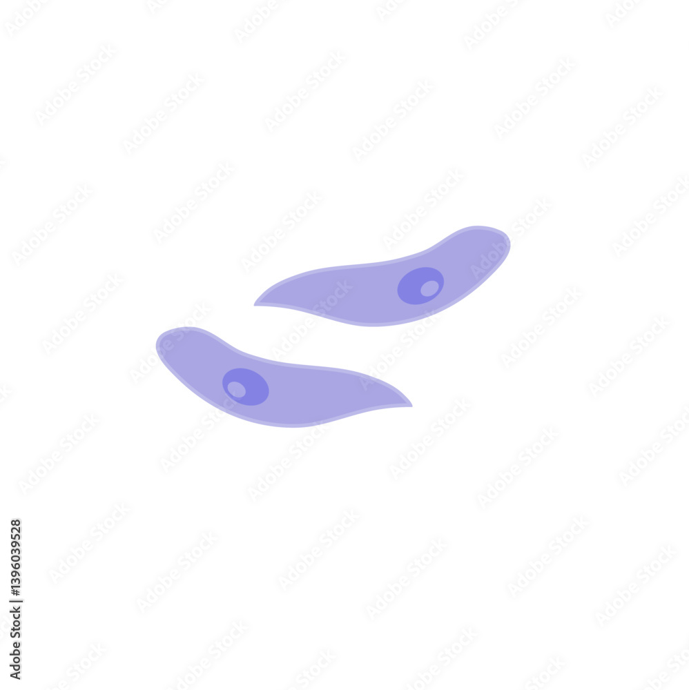 Toxoplasma gondii bacteria. Vector illustration Toxoplasma gondii bacteria. Vector illustration