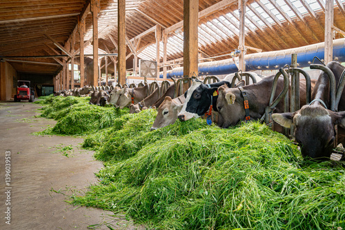 Obraz na płótnie Kühe fressen Heu und Gras in einem modenen Rindviehastall., Porträt - Nahaufnahme. w salonie